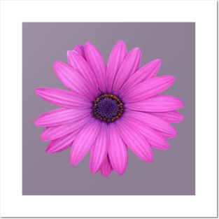 Pink Petals African Daisy Isolated Posters and Art